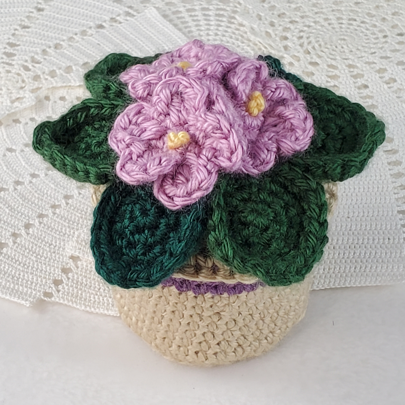 African Violet Plant